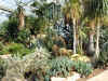 Kew Cactus House.JPG (135095 bytes)