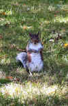 Squirrel 1.JPG (219241 bytes)